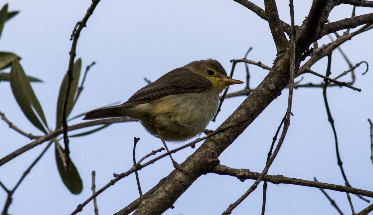 Melodious Warbler - ML293314491