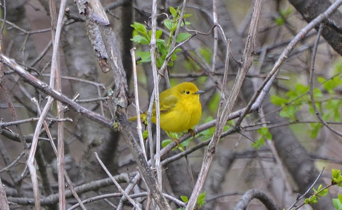 Yellow Warbler - ML29331991