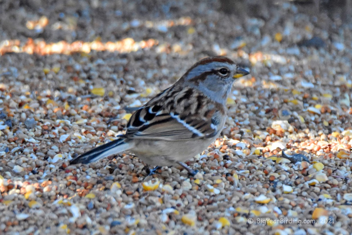 American Tree Sparrow - ML293320211