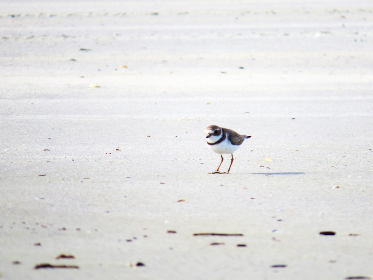 Semipalmated Plover - ML293326481