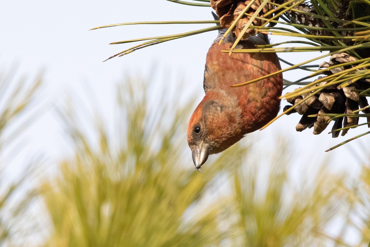 Red Crossbill (Northeastern or type 12) - Sam Zhang