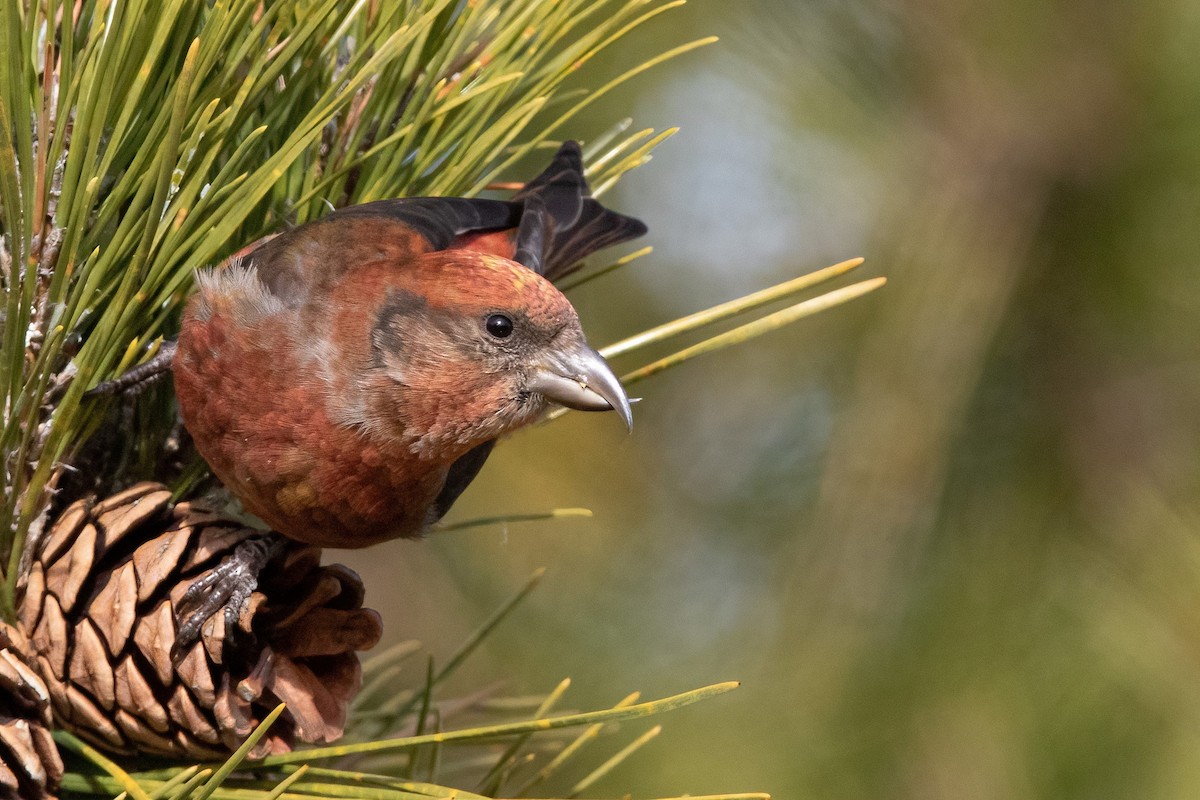 Red Crossbill (Northeastern or type 12) - ML293332371