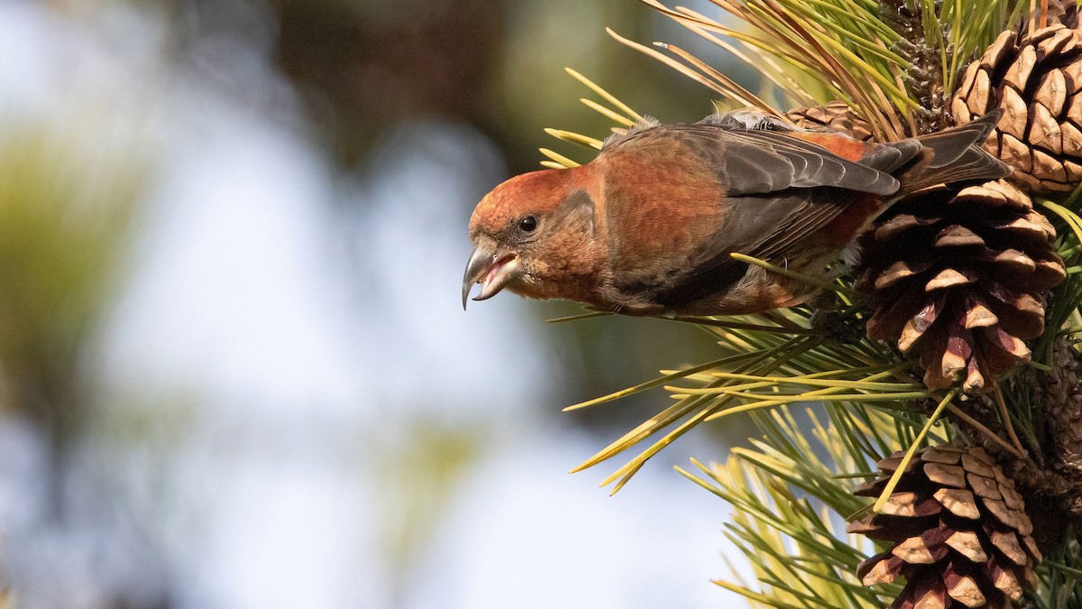 Red Crossbill (Northeastern or type 12) - ML293332481