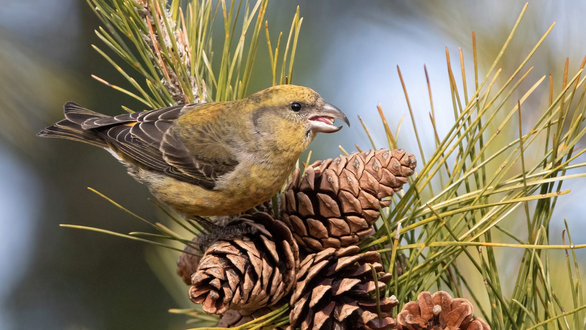Red Crossbill (Northeastern or type 12) - ML293332501
