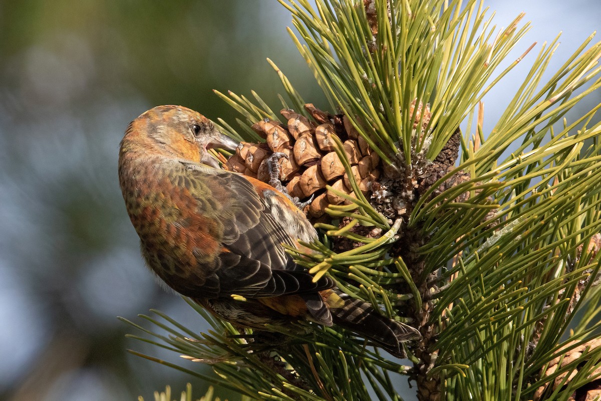 Red Crossbill (Northeastern or type 12) - ML293332511
