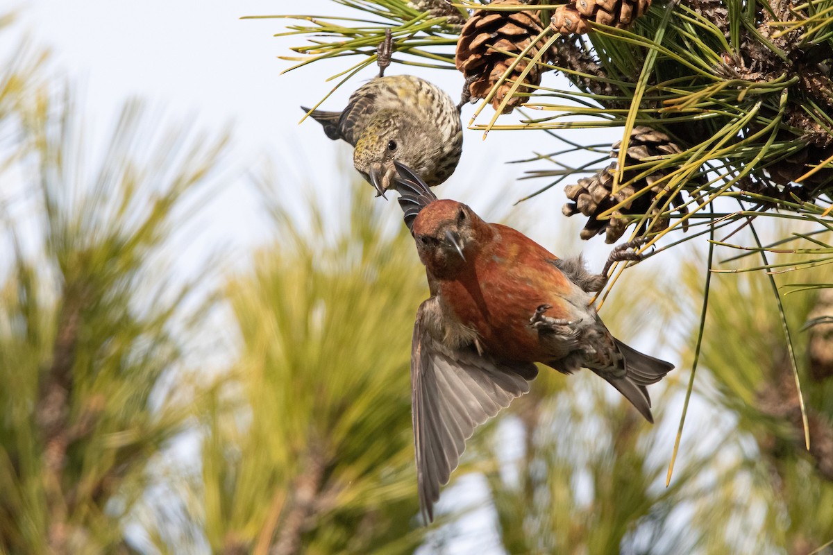 Red Crossbill (Northeastern or type 12) - ML293332551