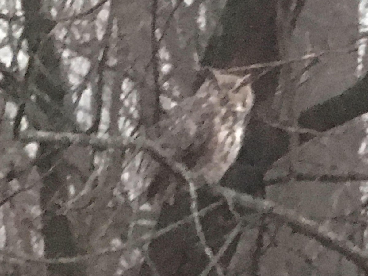 Great Horned Owl - ML293332691