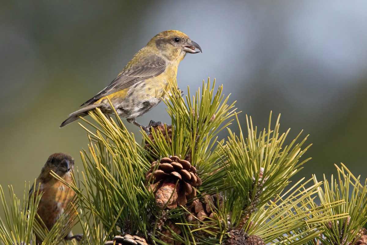 Red Crossbill (Northeastern or type 12) - ML293332741