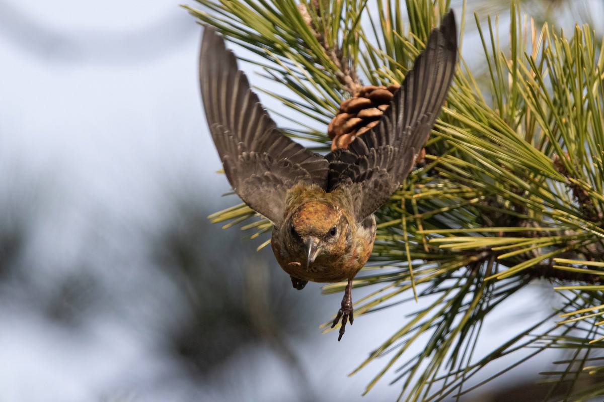 Red Crossbill (Northeastern or type 12) - ML293332821