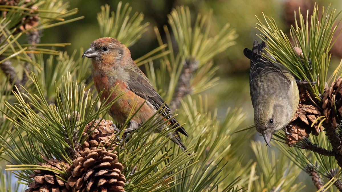 Red Crossbill (Northeastern or type 12) - ML293332831
