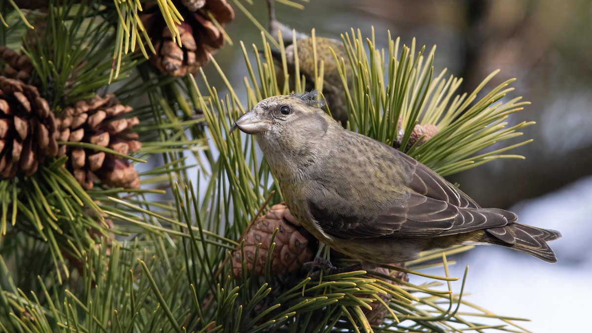 Red Crossbill (Northeastern or type 12) - ML293332861