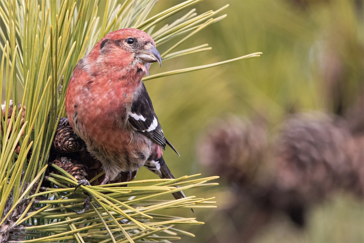 White-winged Crossbill (leucoptera) - ML293333241