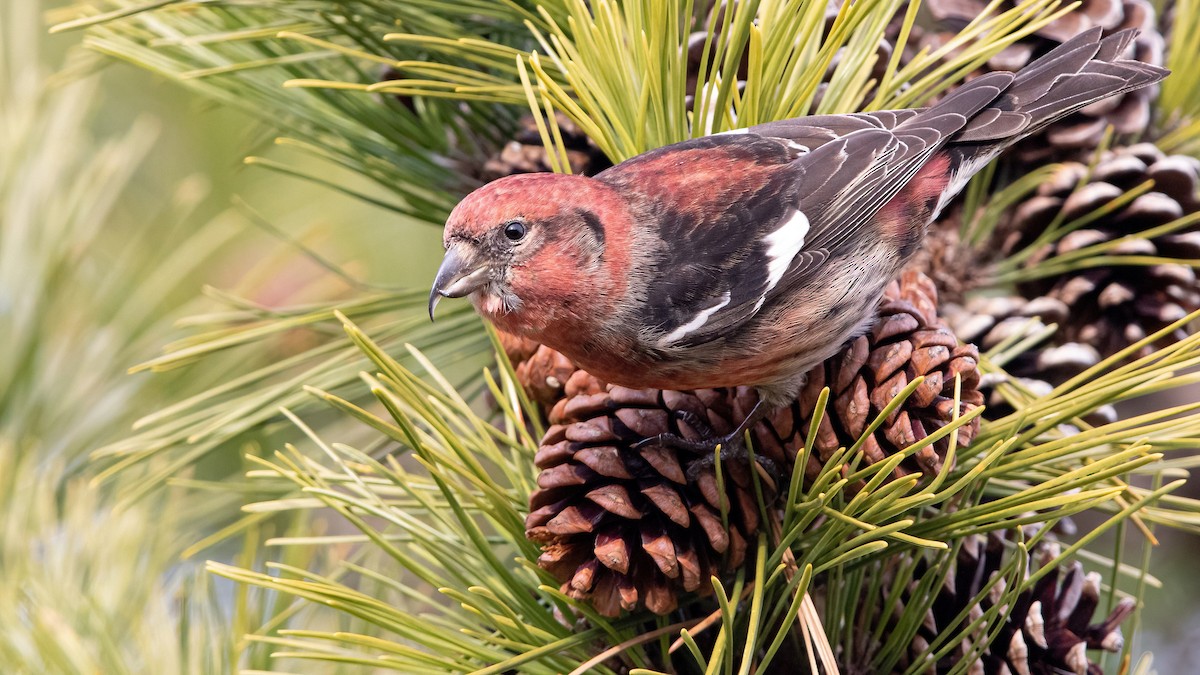White-winged Crossbill (leucoptera) - ML293333341