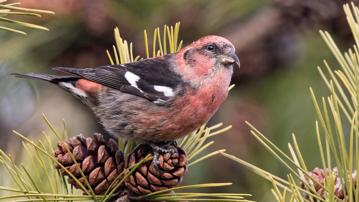 White-winged Crossbill (leucoptera) - ML293333391