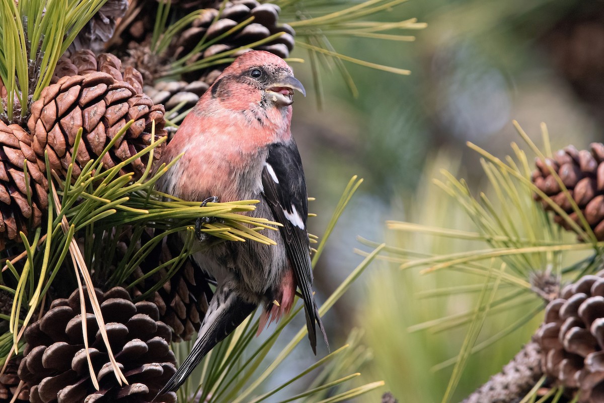 White-winged Crossbill (leucoptera) - ML293333461