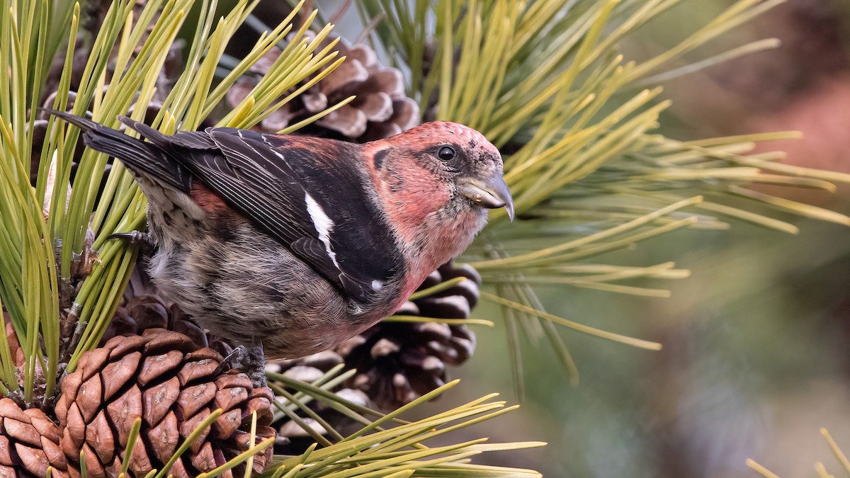 White-winged Crossbill (leucoptera) - ML293333471