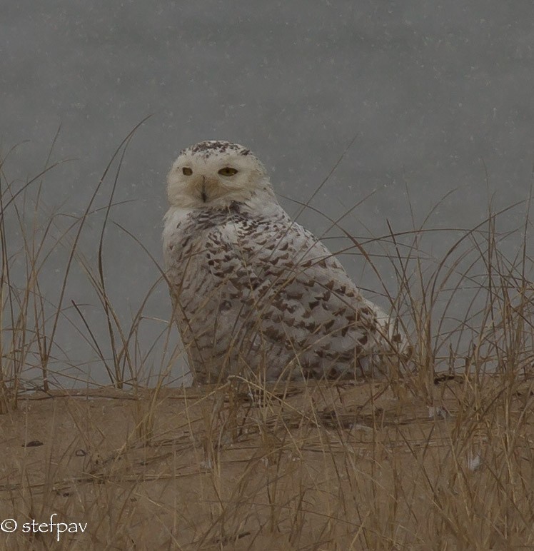 Snowy Owl - ML29333411