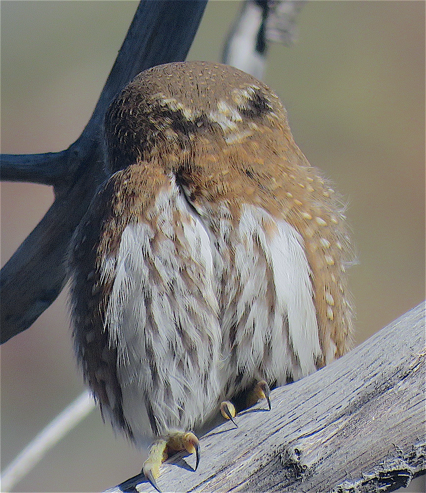 Northern Pygmy-Owl - ML293335111