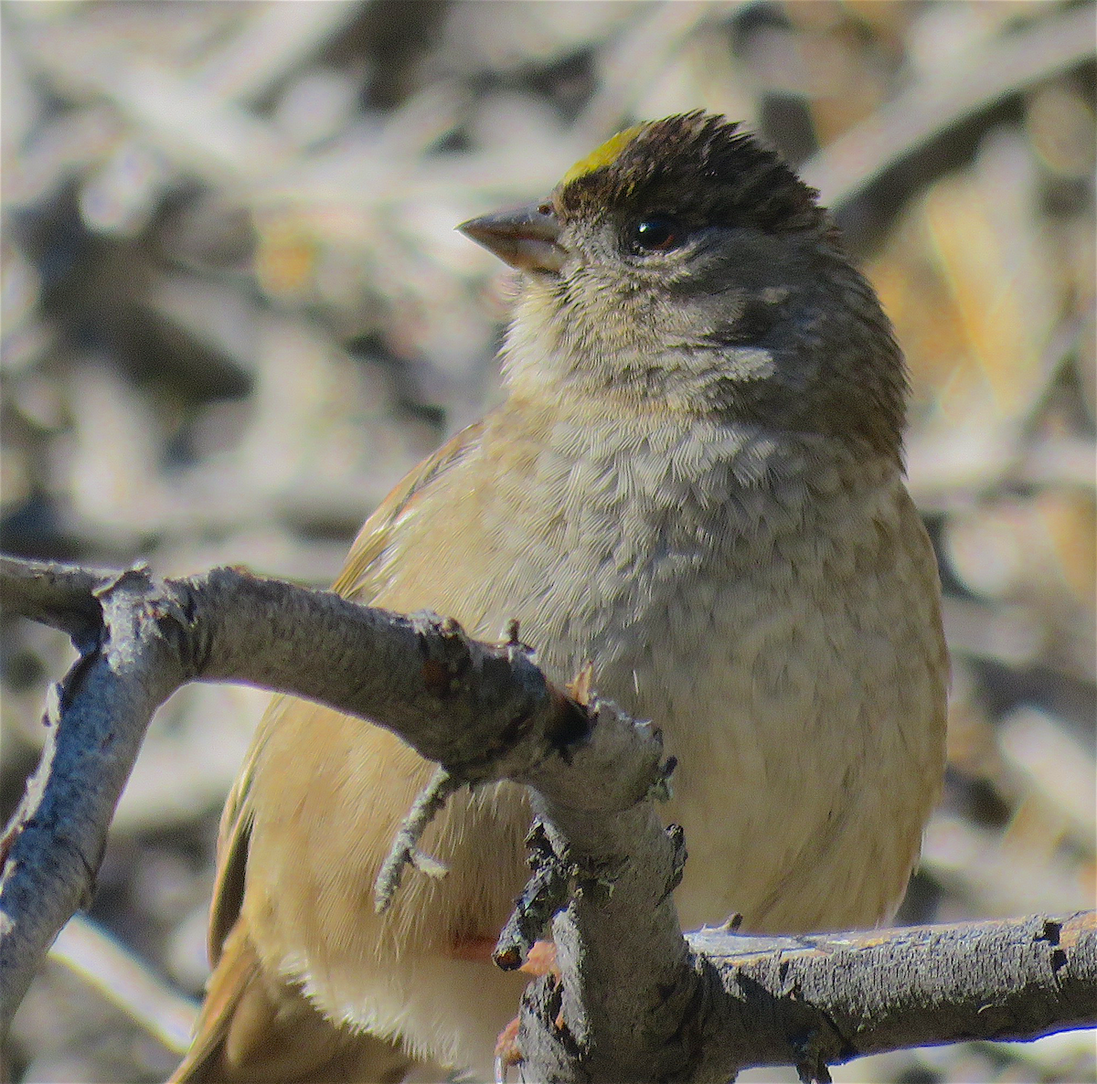 Golden-crowned Sparrow - ML293336691