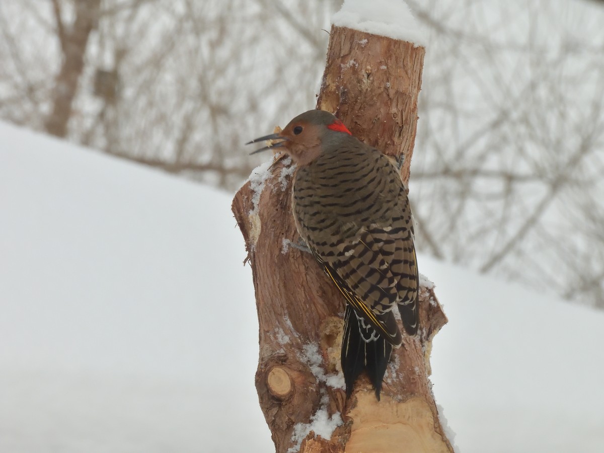 Northern Flicker (Yellow-shafted) - ML293339621