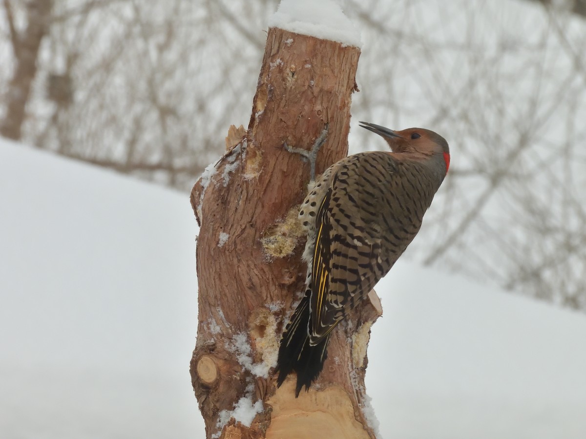 Northern Flicker (Yellow-shafted) - ML293339631