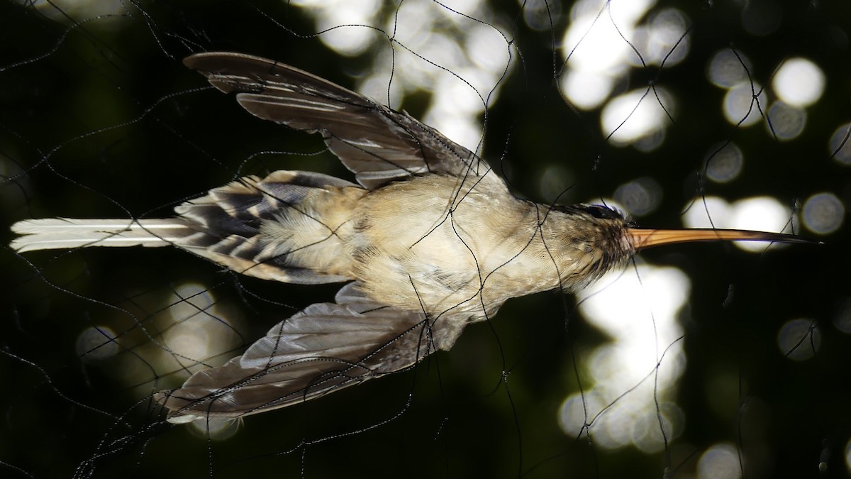 Большеклювый колибри-отшельник - ML293339771