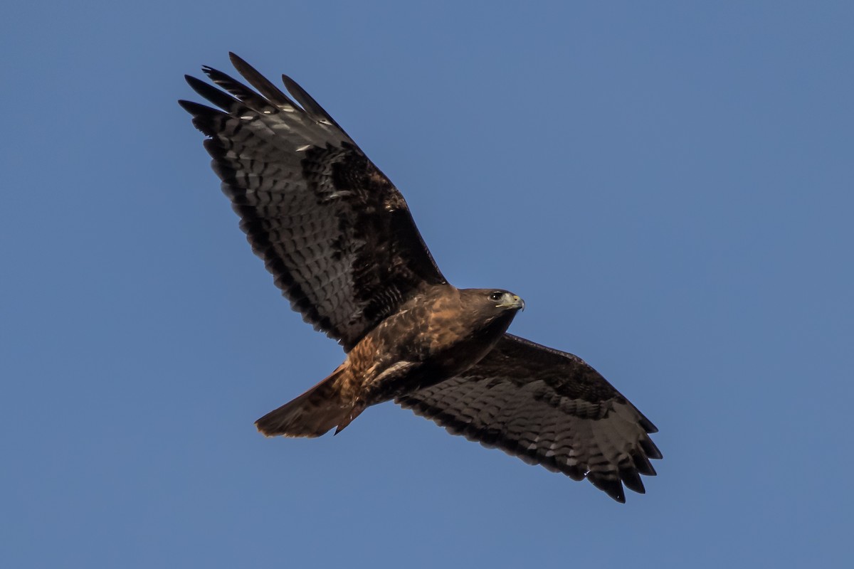 Red-tailed Hawk - ML293341921