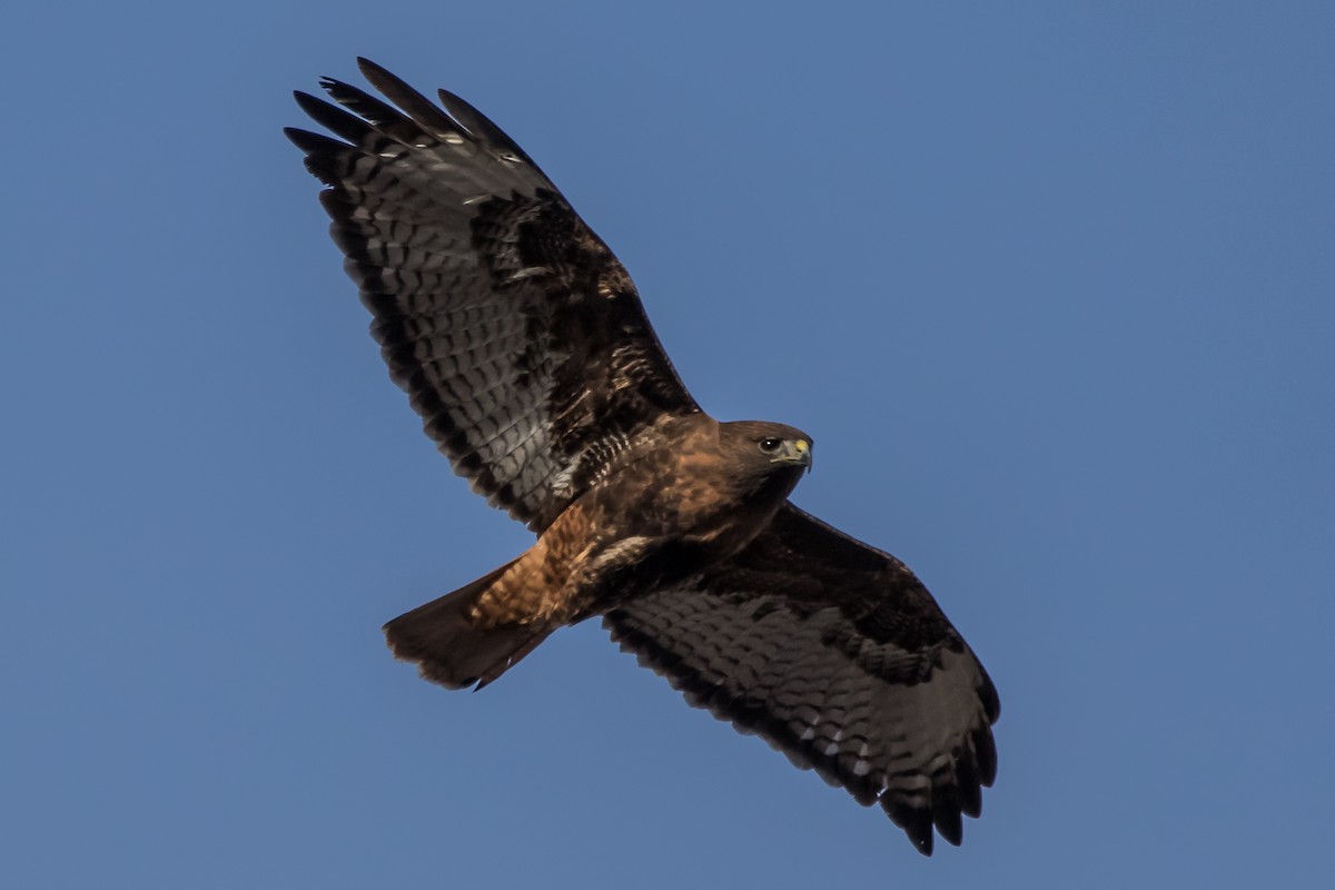 Red-tailed Hawk - Will Sebern