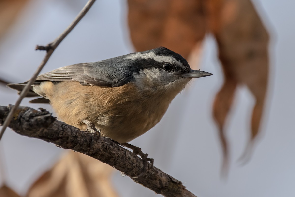 Red-breasted Nuthatch - Will Sebern