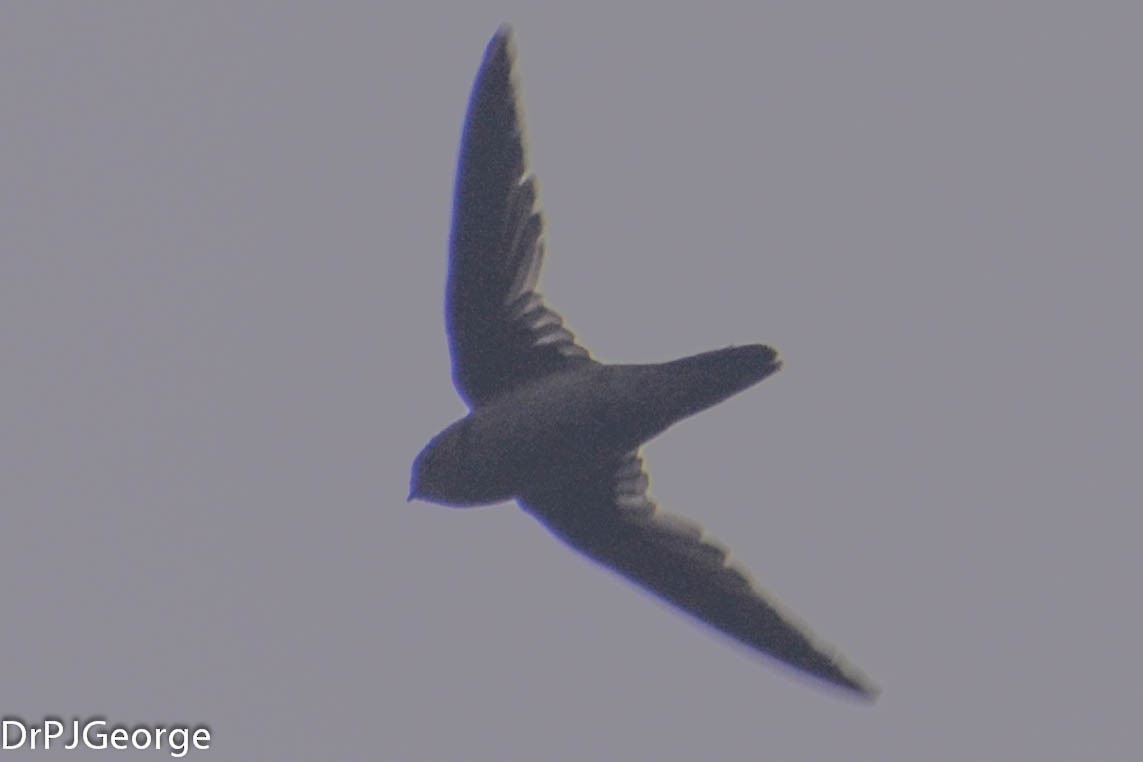 Indian Swiftlet - Dr George P J