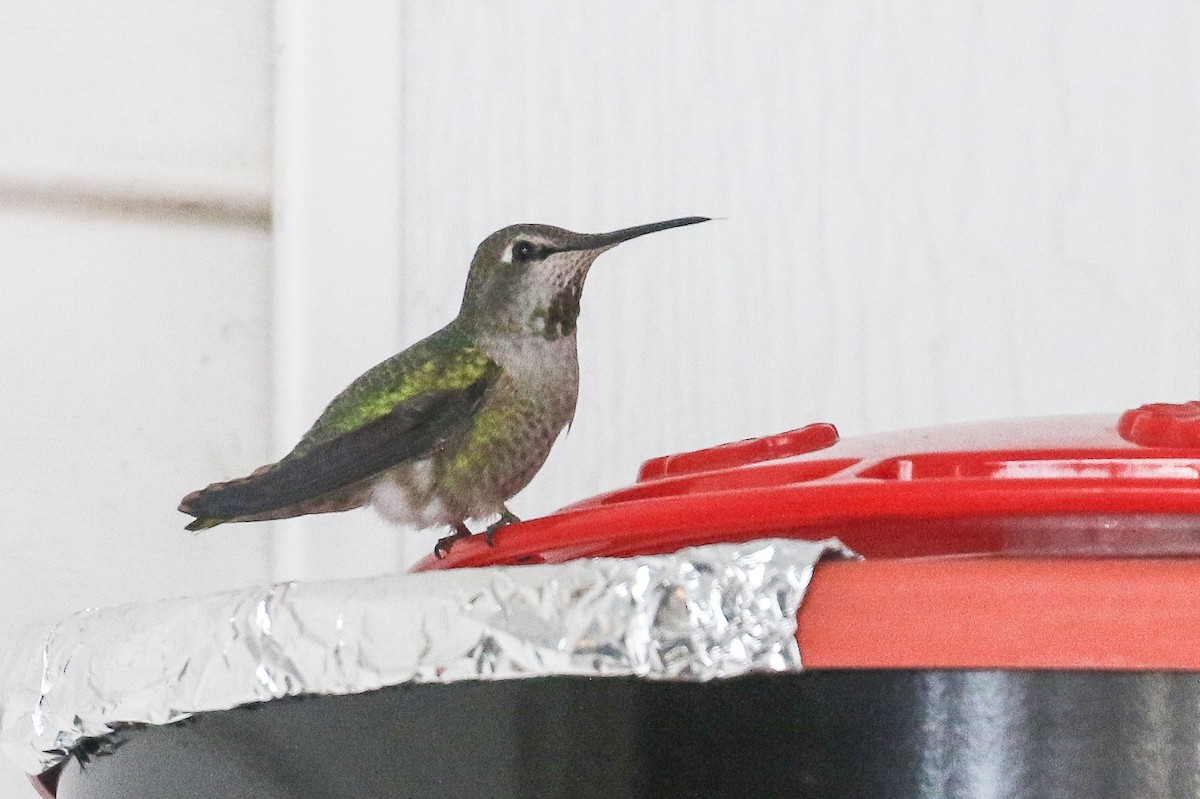 Anna's Hummingbird - ML293342901