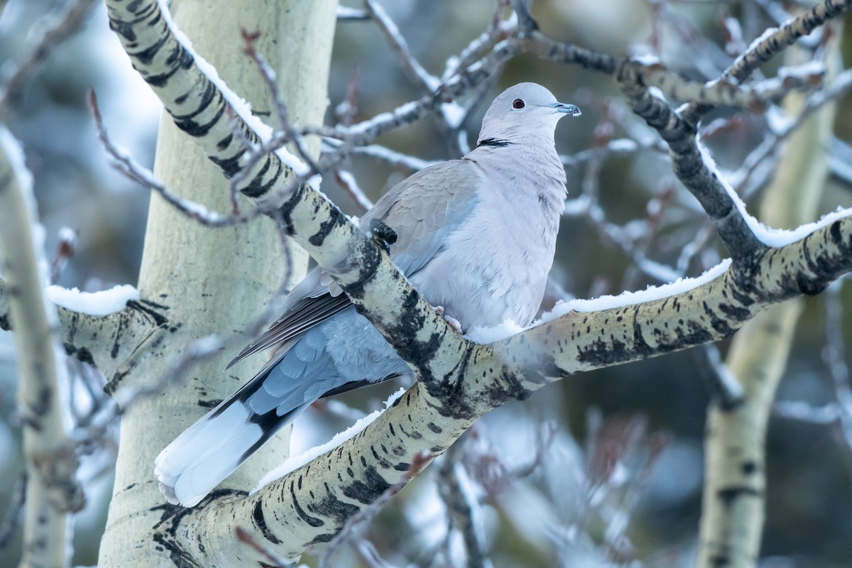 Eurasian Collared-Dove - ML293350551