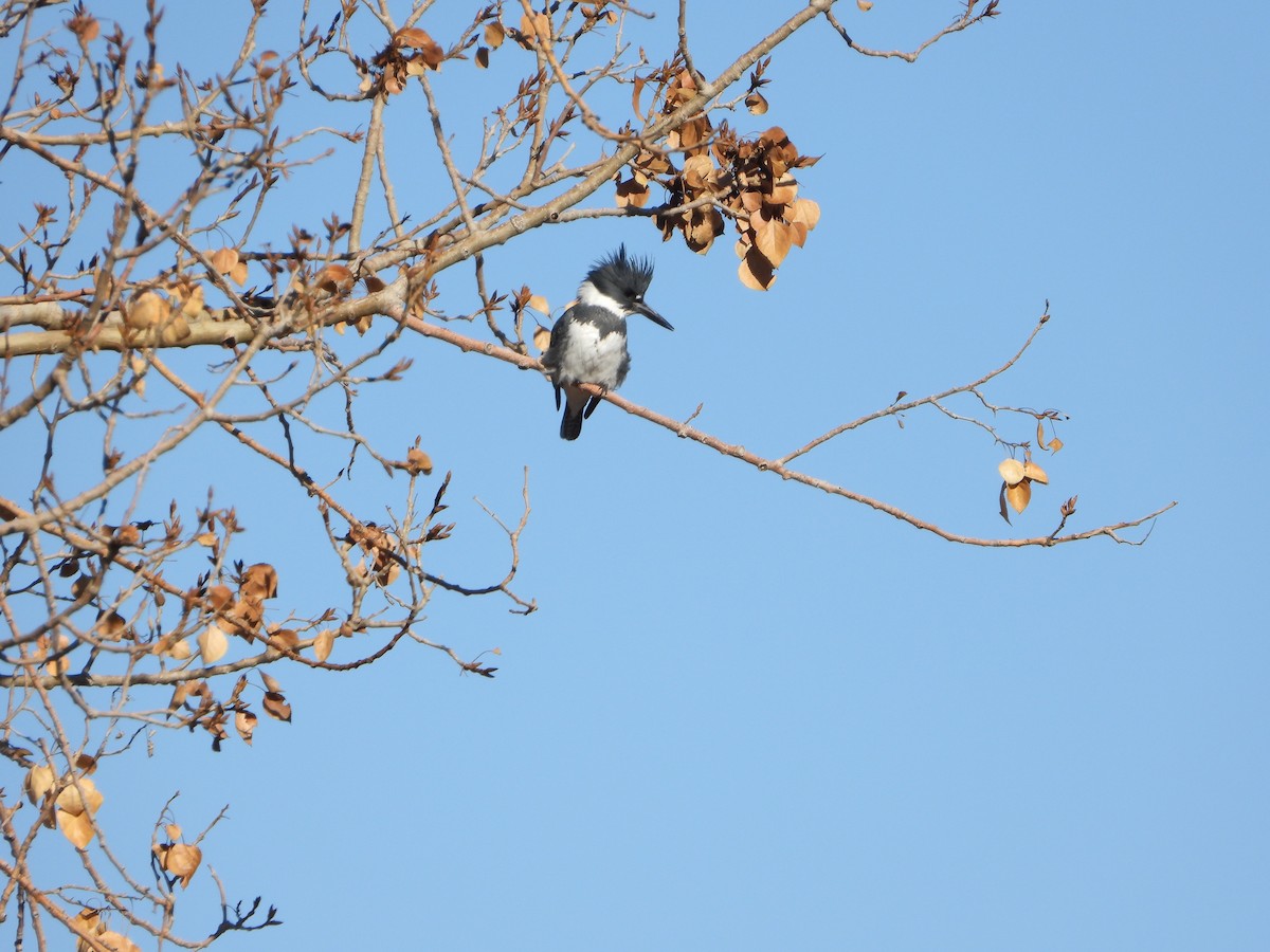 Belted Kingfisher - ML293352791
