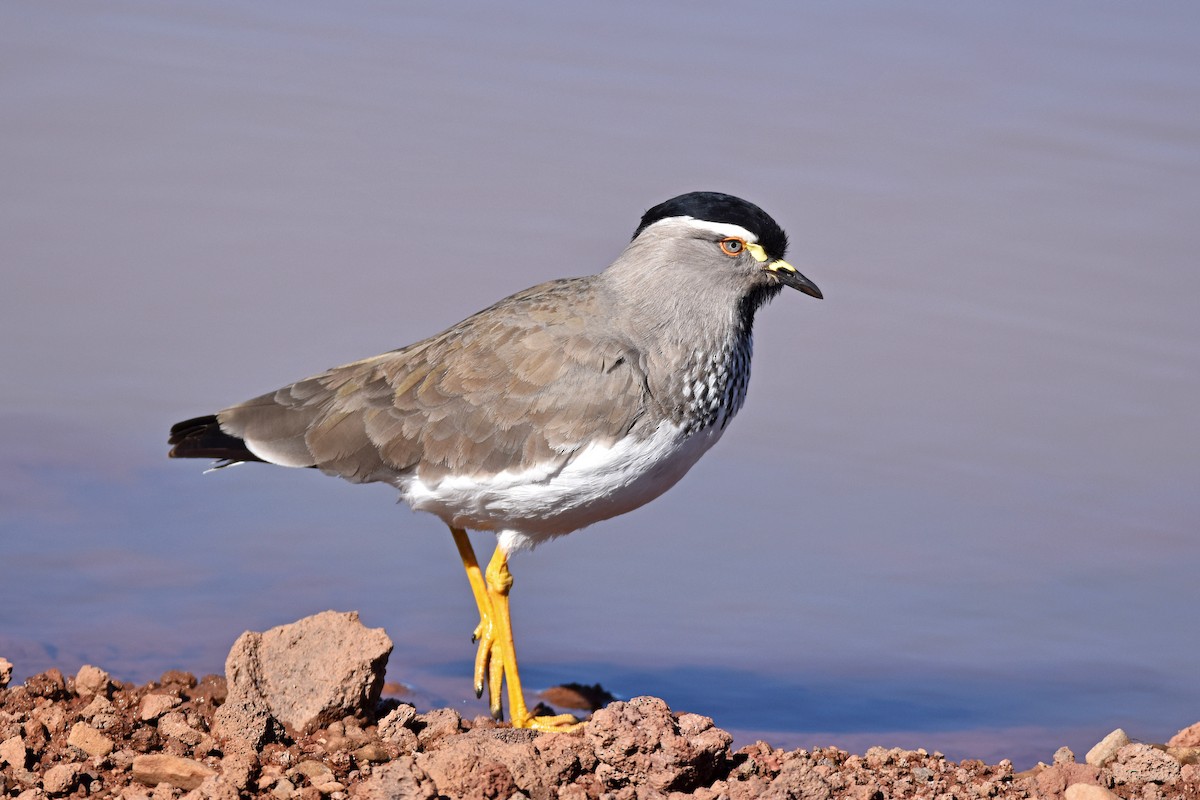 Spot-breasted Lapwing - ML293359481