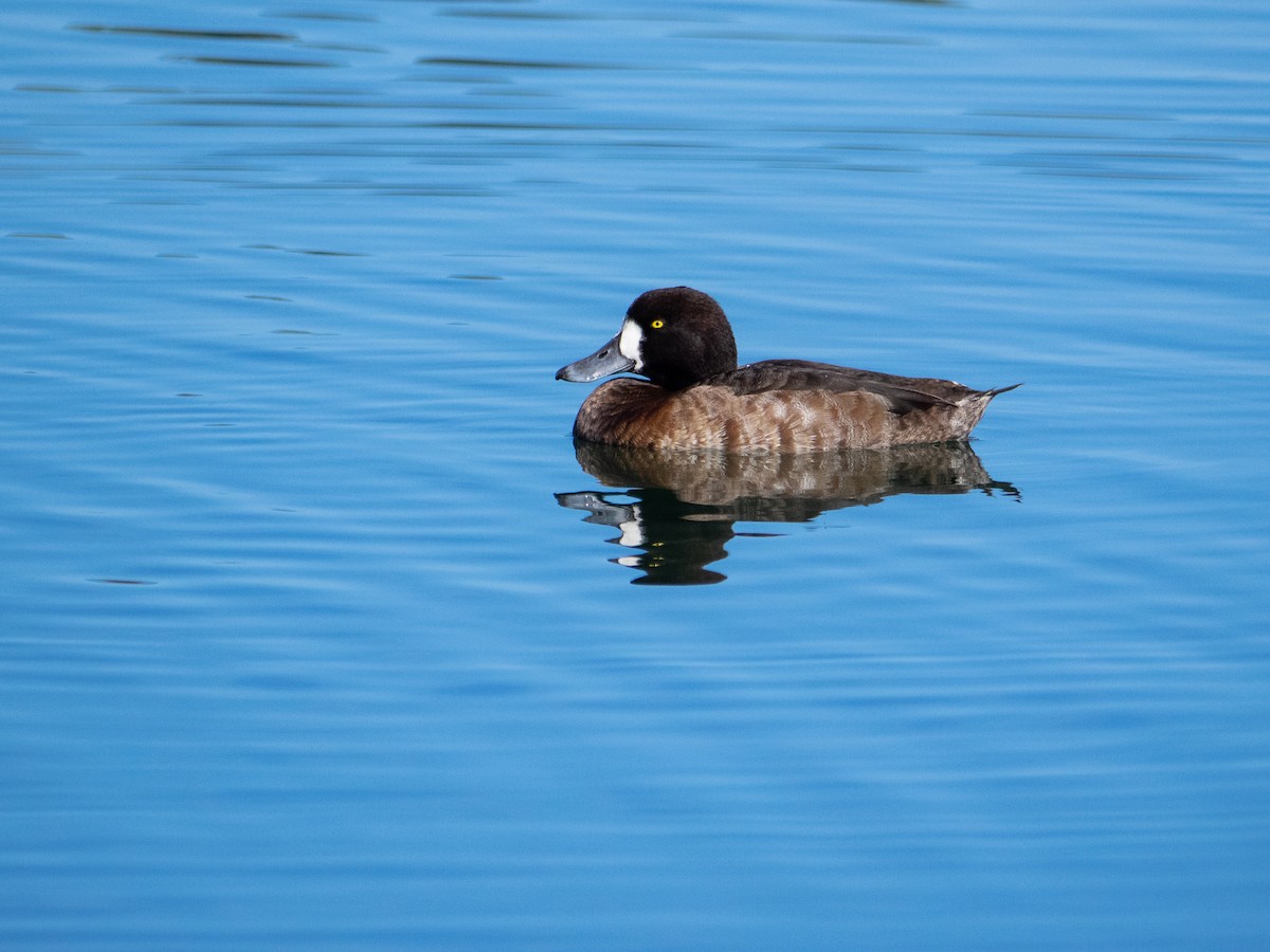 Greater Scaup - ML293361161