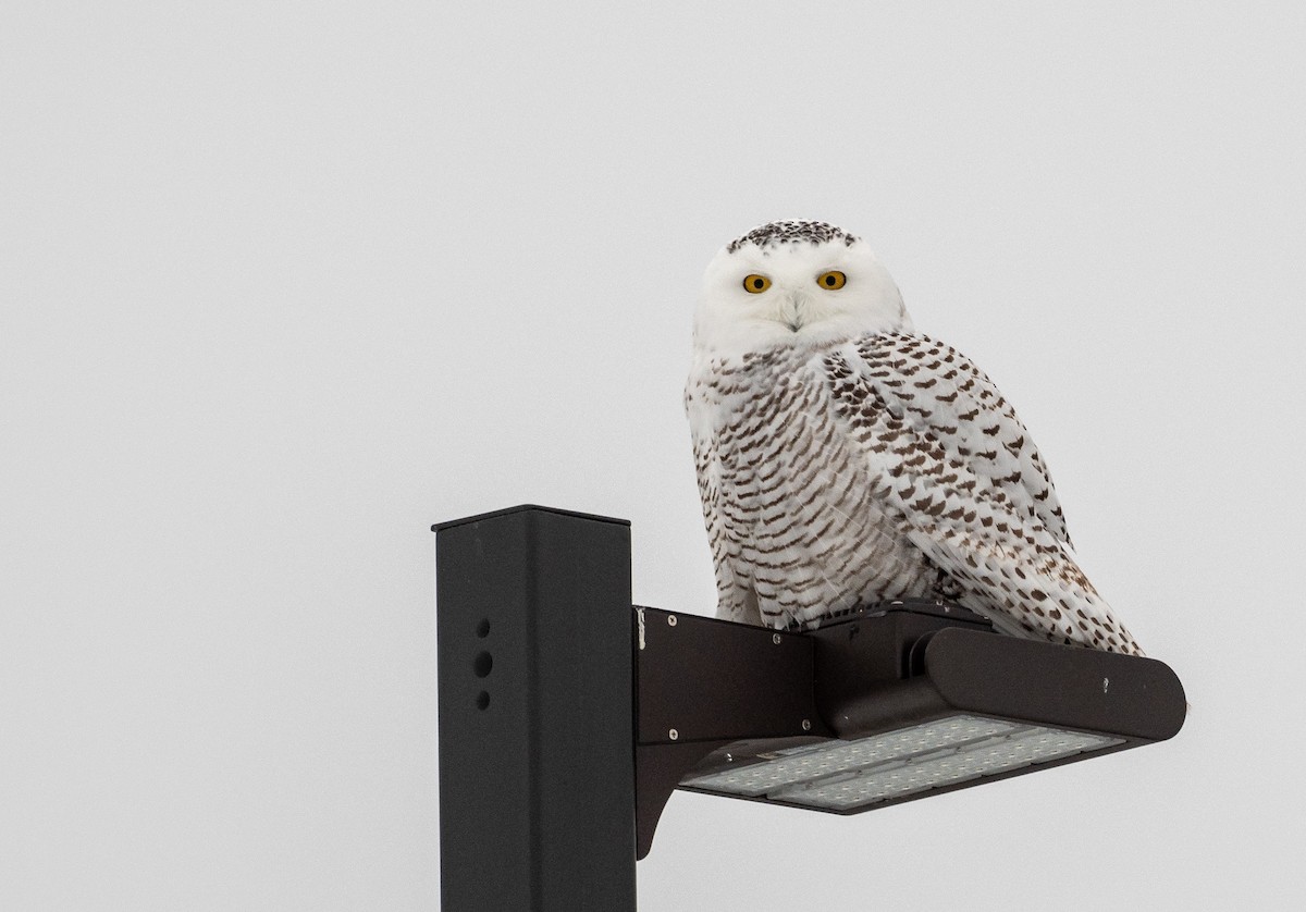 Snowy Owl - Forest Botial-Jarvis