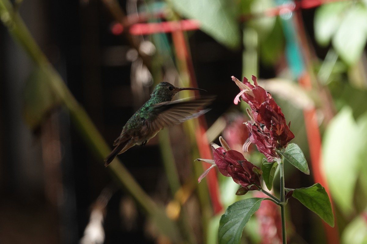 Buff-bellied Hummingbird - ML293391431