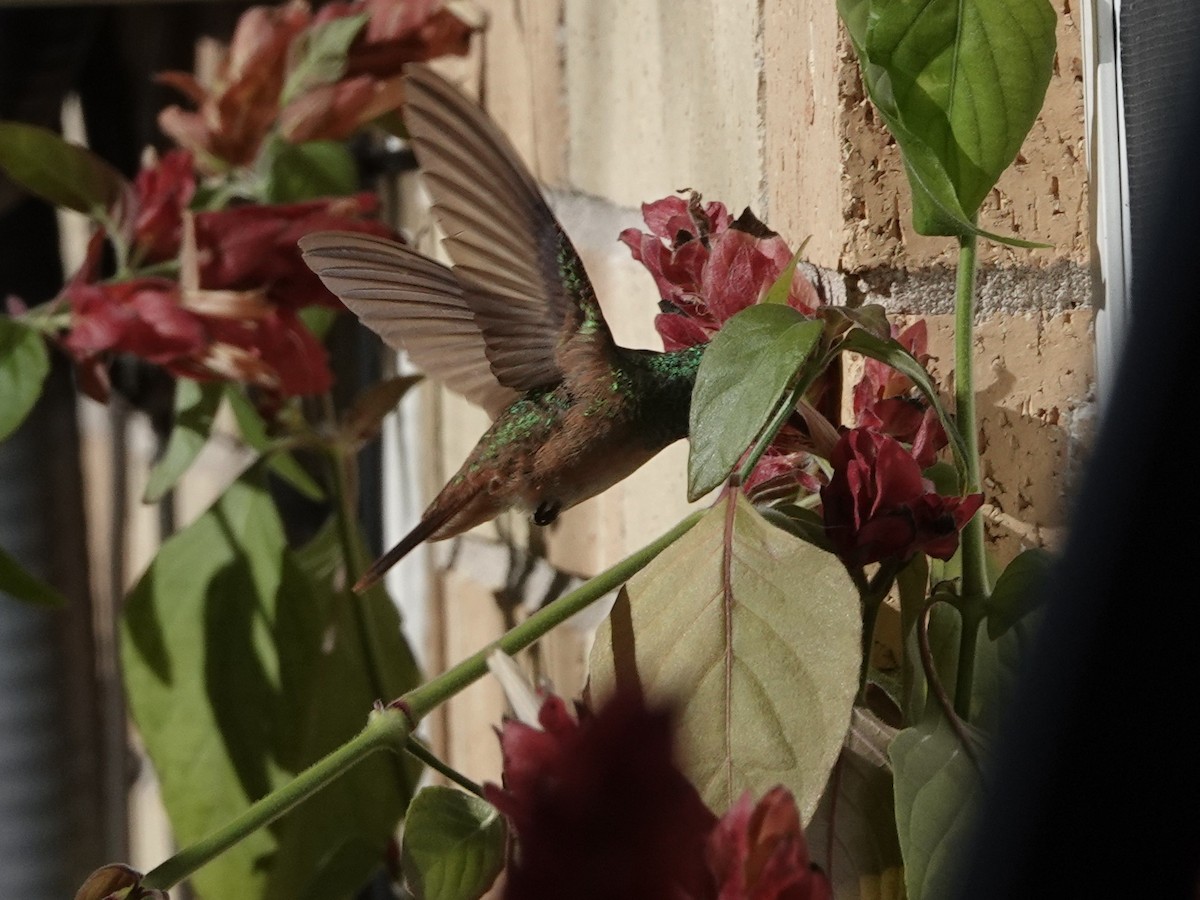 kolibřík yukatanský - ML293391511
