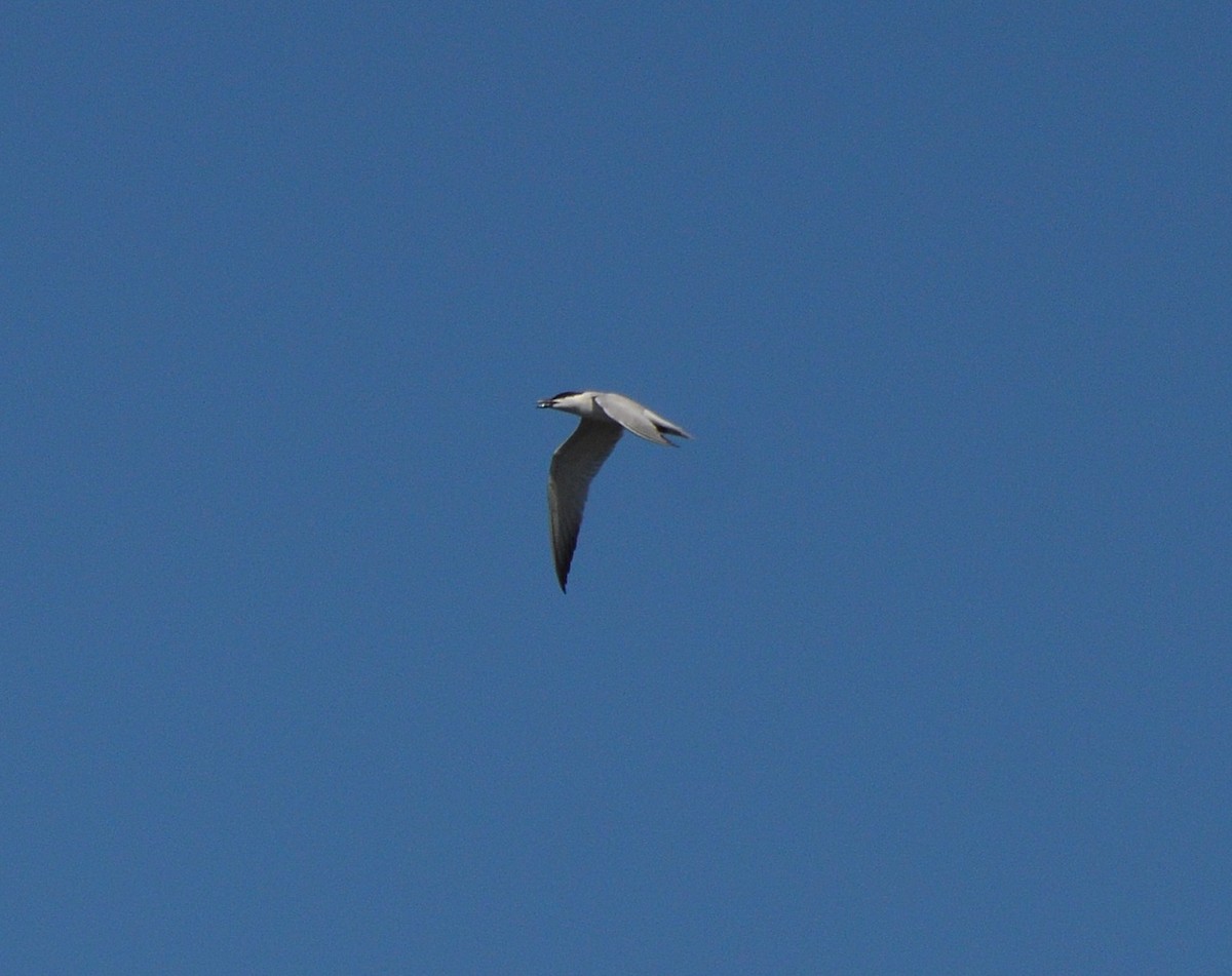 Gull-billed Tern - JoAnna Clayton
