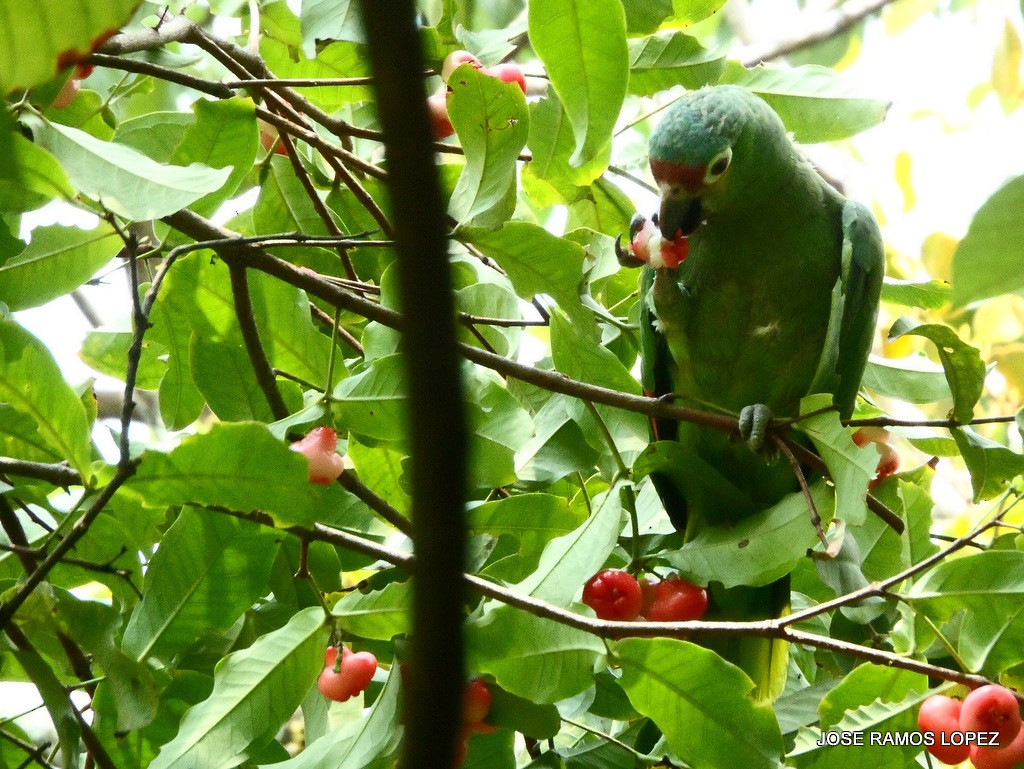 Red-lored Parrot - ML29339311