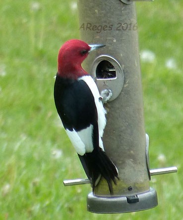 Red-headed Woodpecker - Amy Reges