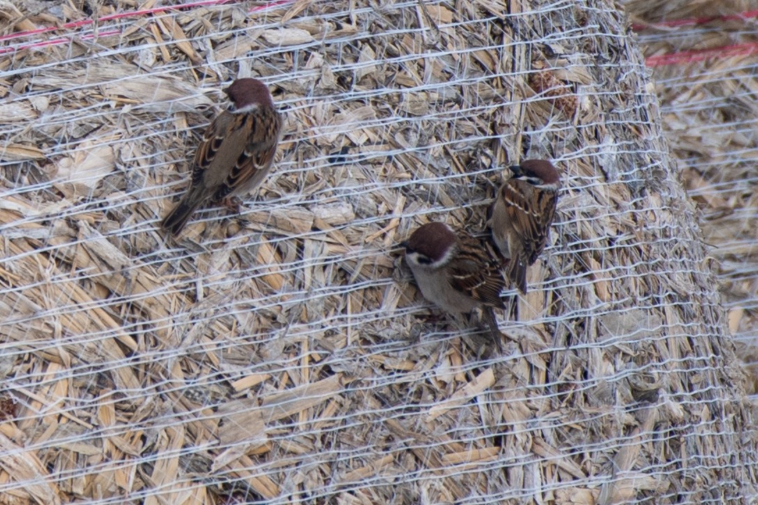 Eurasian Tree Sparrow - Bill Tollefson