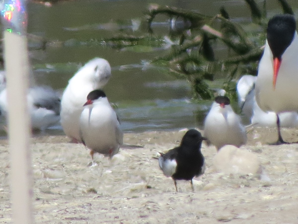 White-winged Tern - Jack Swelstad