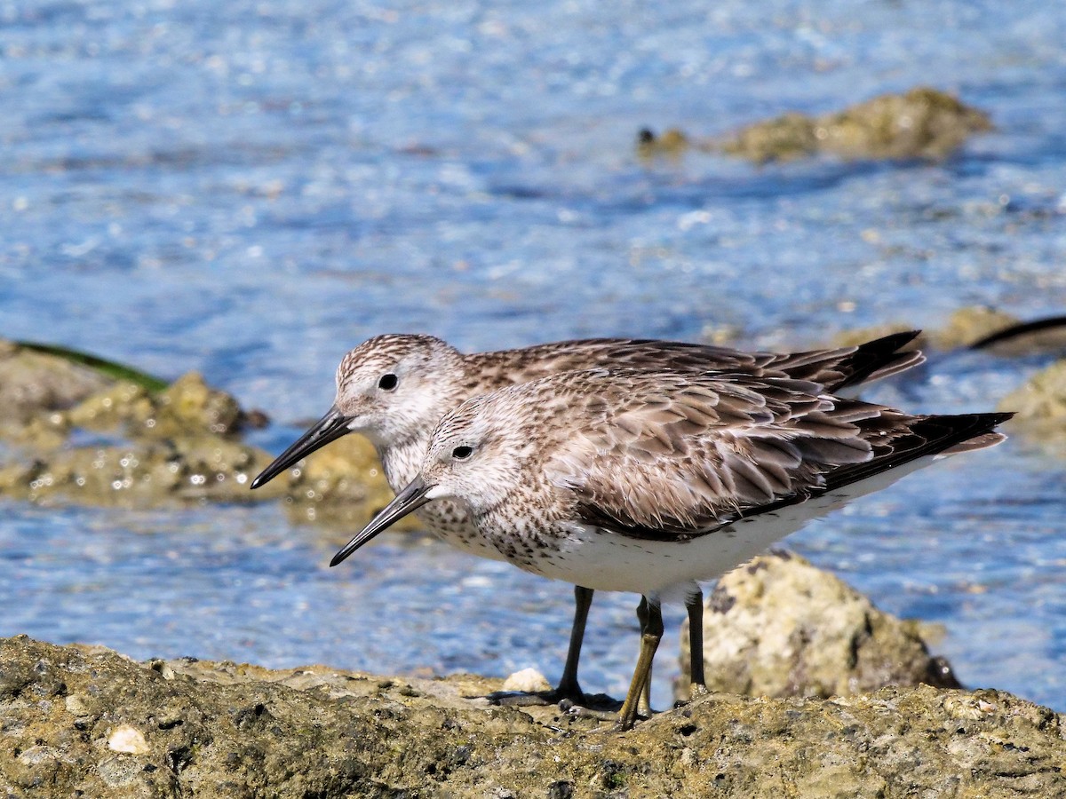 Great Knot - ML293416531