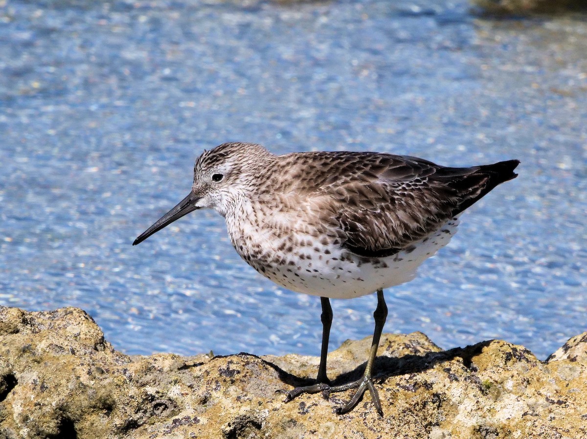 Great Knot - ML293416691