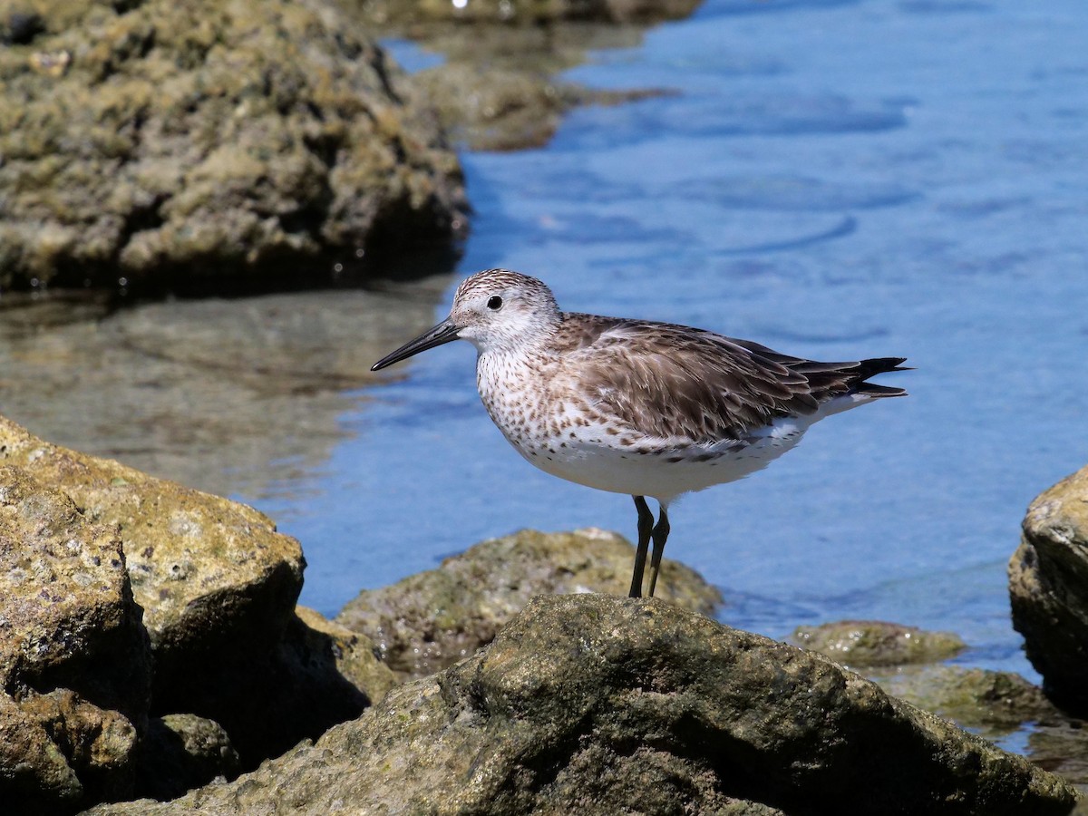Great Knot - ML293416811