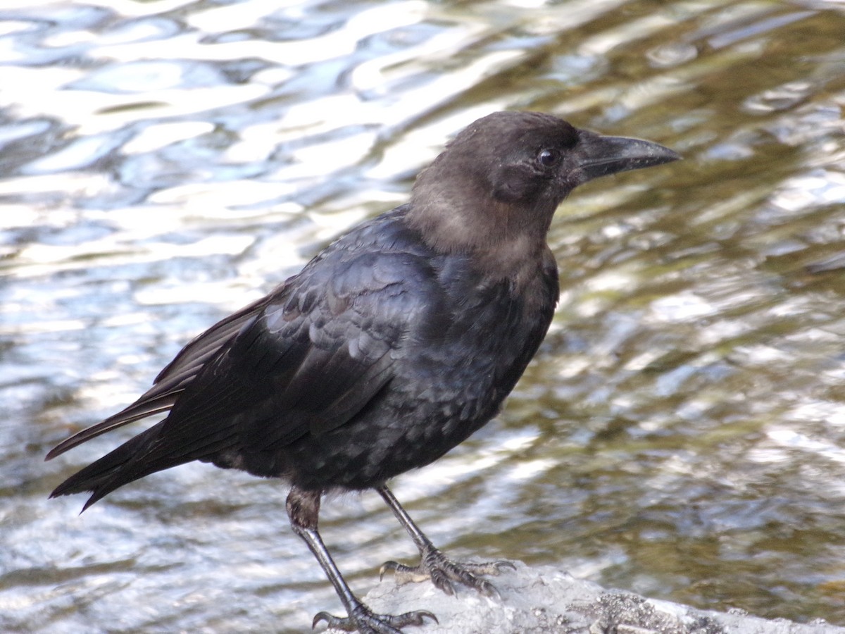 American Crow - Phill and Lis Henry