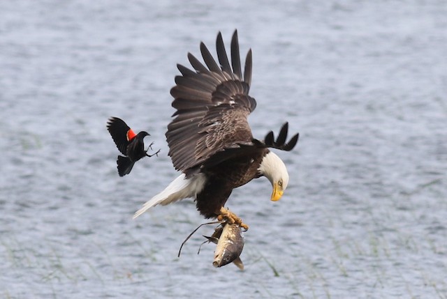 Bald Eagle with fish prey, being mobbed by Red-winged Blackbird (<em class="SciName notranslate">Agelaius phoeniceus</em>). - Bald Eagle - 