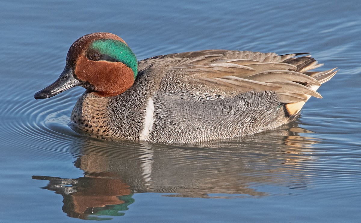 Green-winged Teal - ML293424491