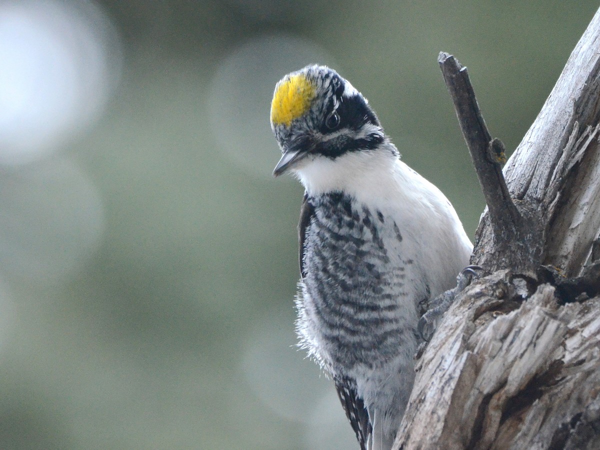 American Three-toed Woodpecker - Asher  Warkentin